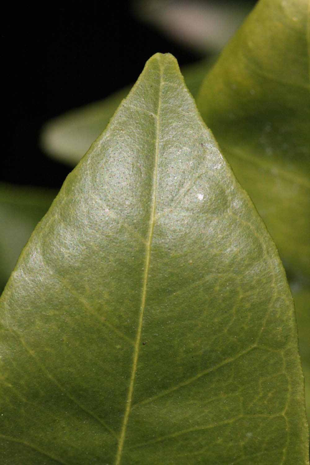              Petiole (Riverside, CA)       